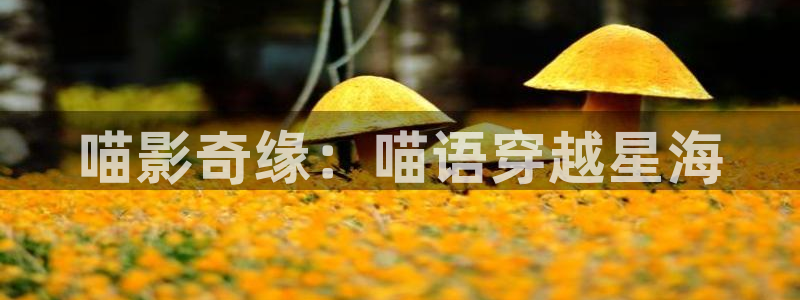 南瓜影视大全官方